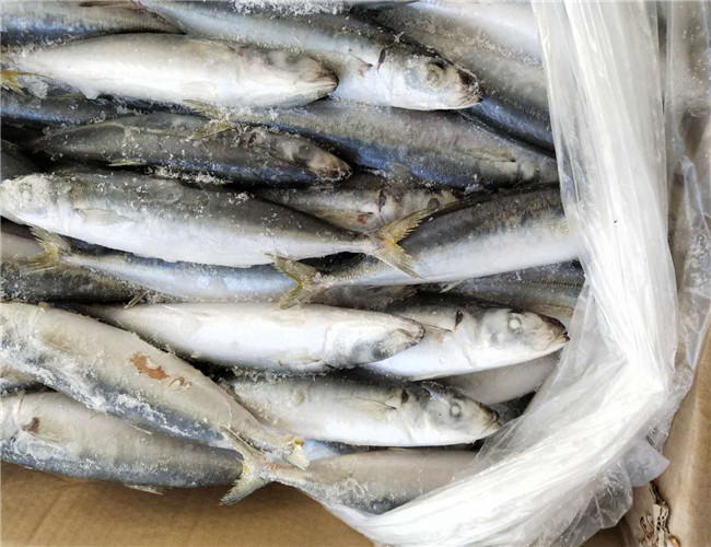 100 Net Weight 120g BQF Frozen Whole Sardines