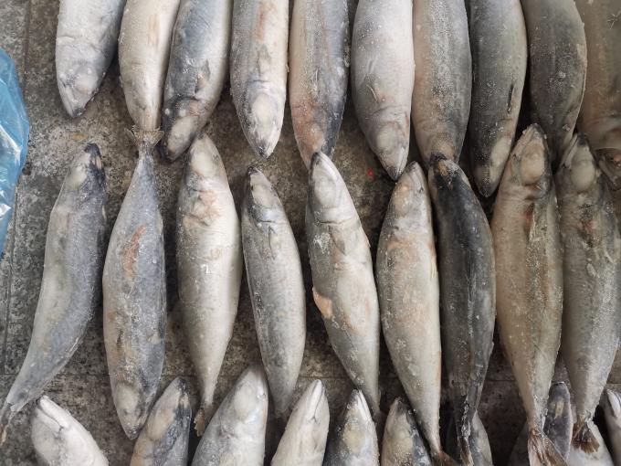 3ppm Below Histamine IQF BQF Frozen Mackerel Fish