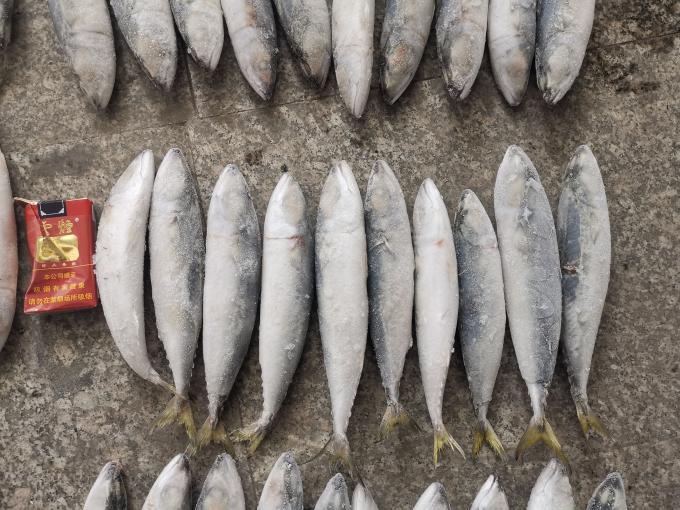 3ppm Below Histamine IQF BQF Frozen Mackerel Fish