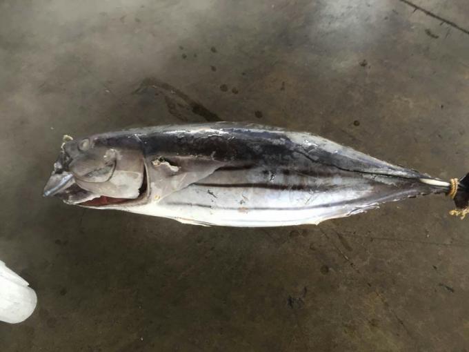 A Grade Whole Round 3.4kg IQF Frozen Skipjack Tuna