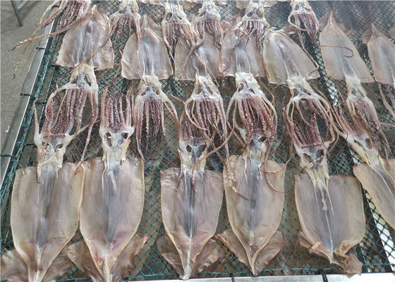 Quality Fresh Frozen Seafood & Fresh Frozen Squid factory from China