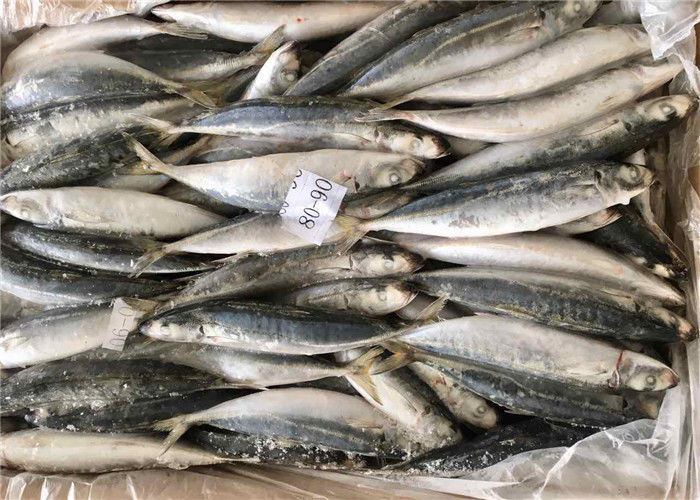 frozen sea fishing bait