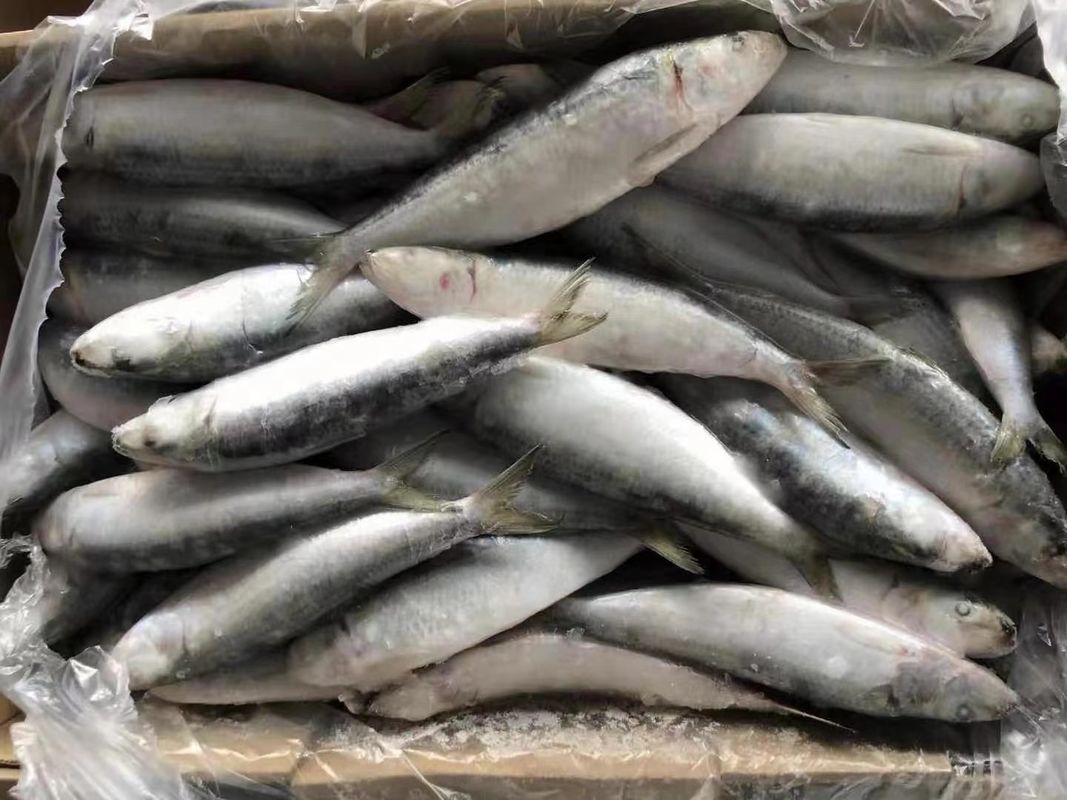 Supply BQF Freezing Good Size 7080g Whole Round Fresh Frozen Sardines