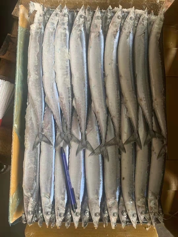 2# BQF Frozen Pacific Saury Fish With High Protein