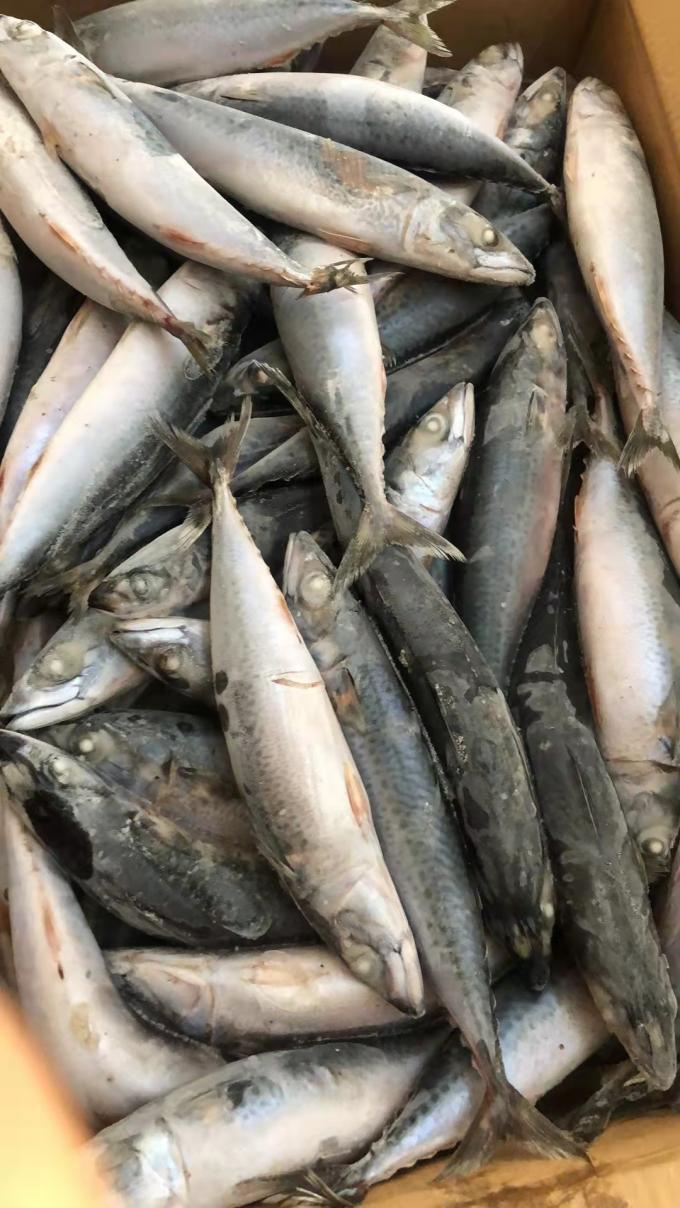 BQF Sea Frozen Mackerel Fish , 40 60pcs/ctn Frozen Fishing Bait