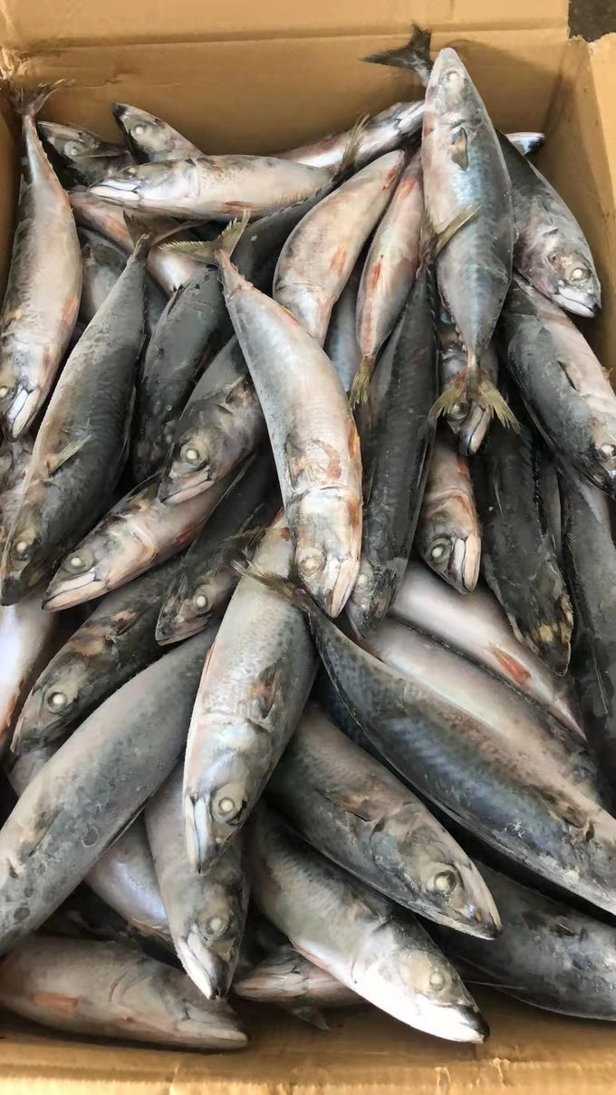 BQF Sea Frozen Mackerel Fish , 40 60pcs/ctn Frozen Fishing Bait